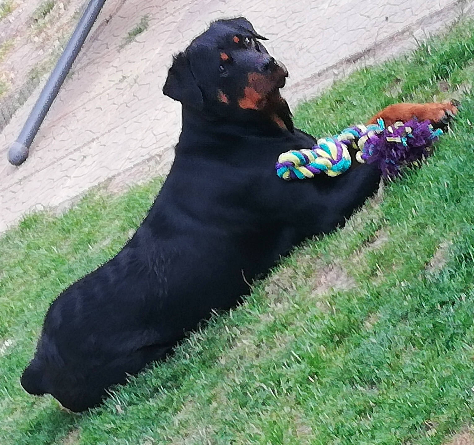 Olly a rejoint le concours — aidez-le/la à gagner de superbes lots ! canidae, carnivore, companion_dog, dog, dog_breed, grass, guard_dog, rottweiler, sporting_group, tail