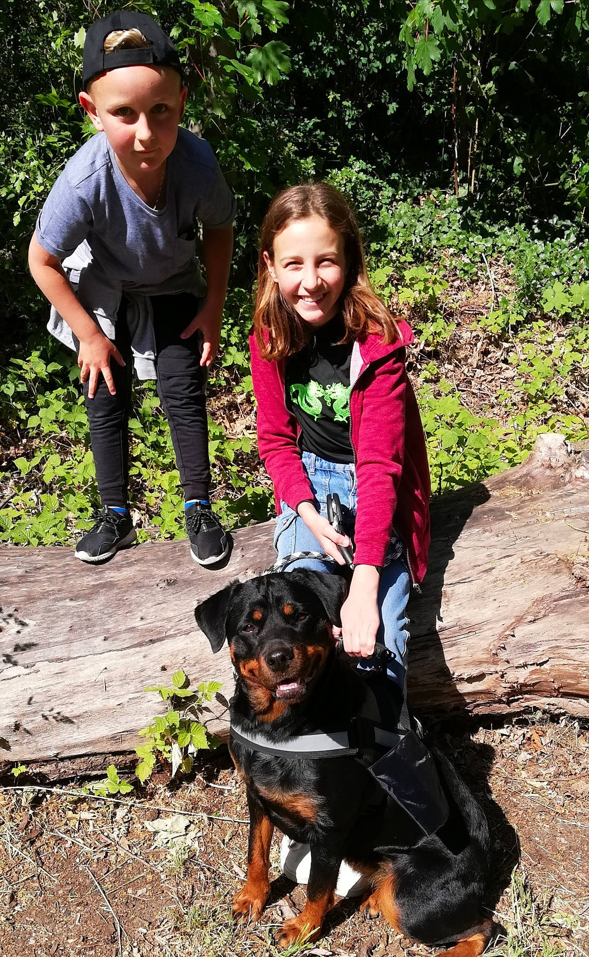 Olly participe au concours pour gagner de l'argent avec cette photo : adventure, canidae, carnivore, dog, dog_breed, dog_hiking, guard_dog, hunting_dog, jagdterrier, lancashire_heeler, mammal, rottweiler, sporting_group, vertebrate, walking, working_dog