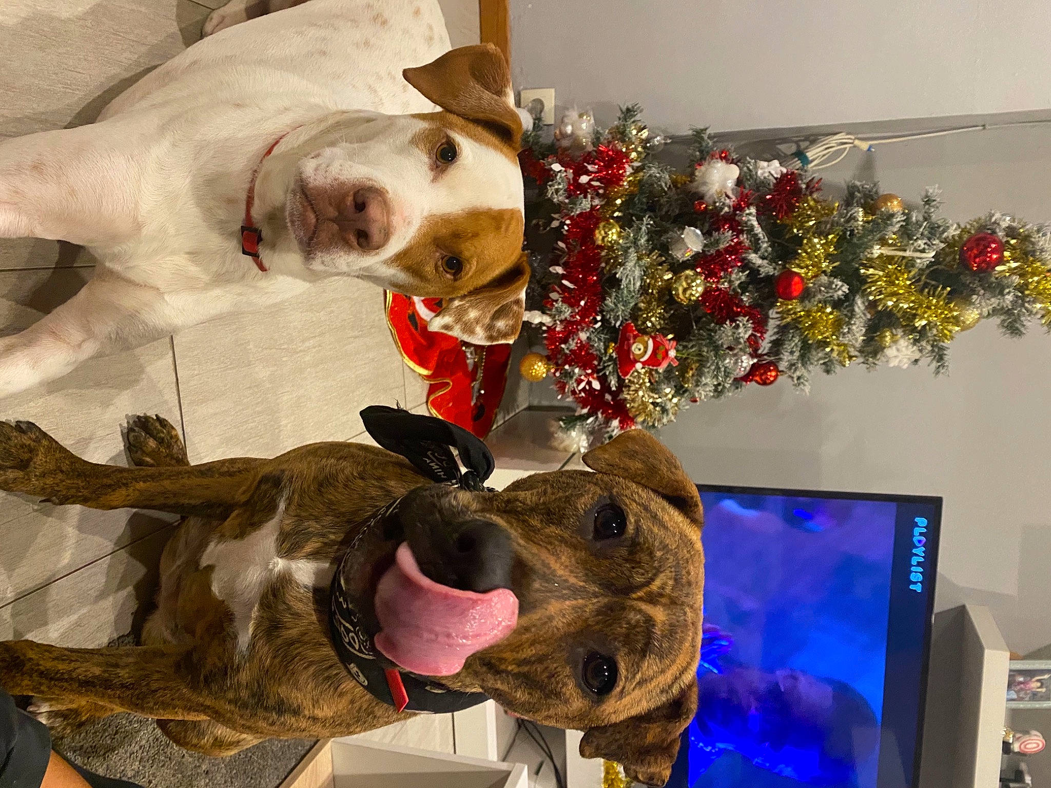 Taïga participe au concours pour gagner de l'argent avec cette photo : art, canidae, carnivore, companion_dog, display_device, dog, dog_breed, dog_supply, event, fawn, fur, jaw, mammal, personal_protective_equipment, plant, snout, sporting_group, television, vertebrate, working_animal