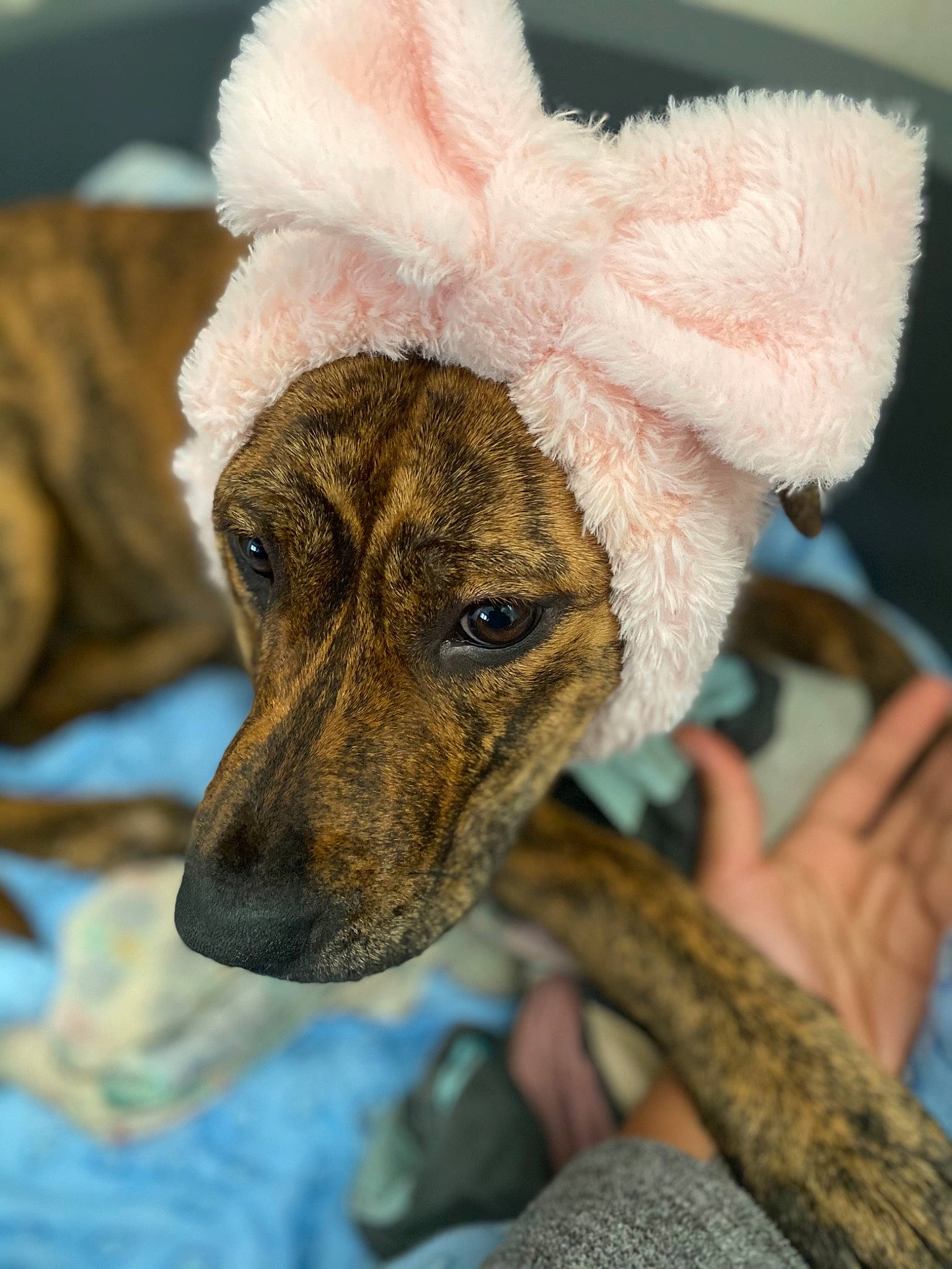 Taïga a rejoint le concours — aidez-le/la à gagner de superbes lots ! canidae, carnivore, collar, companion_dog, costume_hat, dog, dog_breed, dog_clothes, dog_collar, dog_supply, ear, fashion_accessory, fawn, fur, hat, snout, sporting_group, tail, whiskers, working_animal