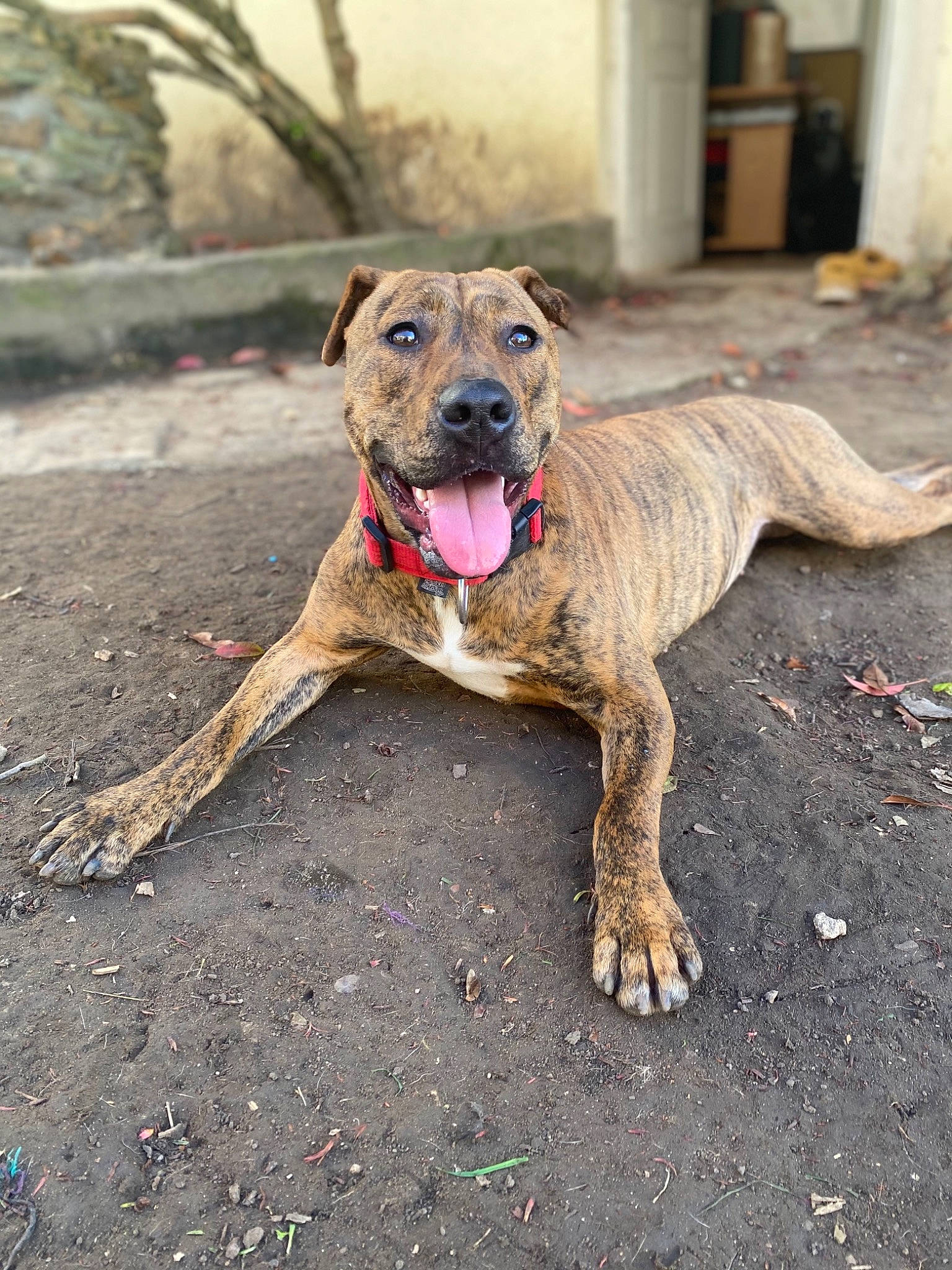 Taïga participe au concours pour gagner de l'argent avec cette photo : asphalt, canidae, carnivore, collar, companion_dog, dog, dog_breed, dog_collar, dog_supply, door, fawn, pet_supply, plott_hound, road_surface, snout, soil, sporting_group, terrestrial_animal, treeing_tennessee_brindle, working_dog