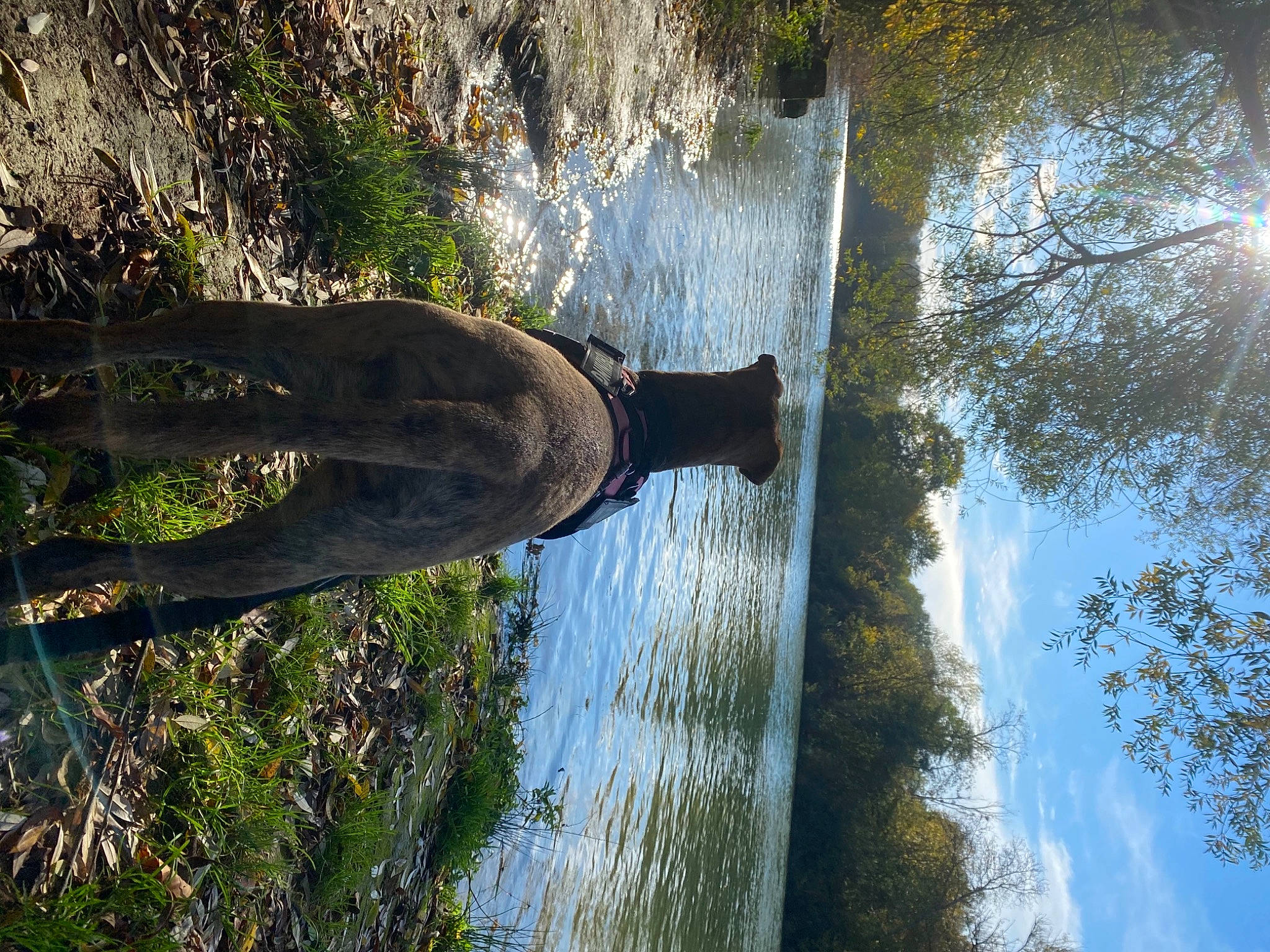 Taïga a rejoint le concours — aidez-le/la à gagner de superbes lots ! bank, biome, body_of_water, branch, cloud, grass, line, natural_landscape, plant, sky, sunlight, tree, trunk, twig, vegetation, water, water_resources, watercourse, wood, woody_plant
