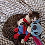Frankie is registered to the contest to win money with this photo: cat, tabby_cat, plush_toy, spiderman_costume, zigzag_pattern, blanket, snuggling, sleeping, cute, pet, indoor, soft_toys, animal, cozy, relaxing, fur, paws, stuffed_animal, bed, resting