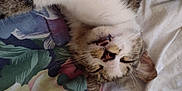 Frankie is registered to the contest to win money with this photo: cat, sleeping, upside_down, teeth, whiskers, fur, closeup, indoor, bed, blanket, floral_pattern, cozy, pet, animal, resting, cute, domestic_cat, relaxed, soft, nap