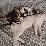 Frankie joined the competition — help win amazing prizes! cat, sleeping, bed, blanket, tabby_cat, white_cat, pet, cozy, resting, fur, animal, cute, indoors, nap, two_animals, patterned_bedding, relaxation, domestic_cat, companionship, feline