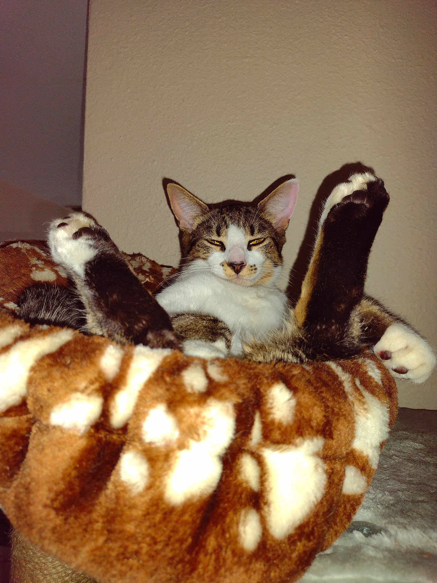 Frankie joined the competition — help win amazing prizes! cat, pet, animal, feline, relaxed, bed, cozy, indoor, fur, paws, whiskers, ears, resting, cute, domestic, mammal, tabby, sleepy, comfort, home