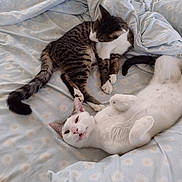 Frankie is registered to the contest to win money with this photo: cat, cats, bed, blanket, fluffy, feline, pet, playful, resting, sleepy, tabby, white_cat, cozy, domestic_animal, fur, animal, cute, indoor, relaxing, soft
