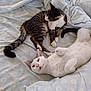 cat, cats, bed, blanket, fluffy, feline, pet, playful, resting, sleepy, tabby, white_cat, cozy, domestic_animal, fur, animal, cute, indoor, relaxing, soft