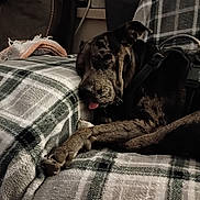 Piper is registered to the contest to win money with this photo: animal, black, blanket, brown, canine, couch, cozy, dog, domestic_animal, fur, furniture, home, indoor, pet, plaid_blanket, relaxed, resting, sleeping, snuggle, tongue_out