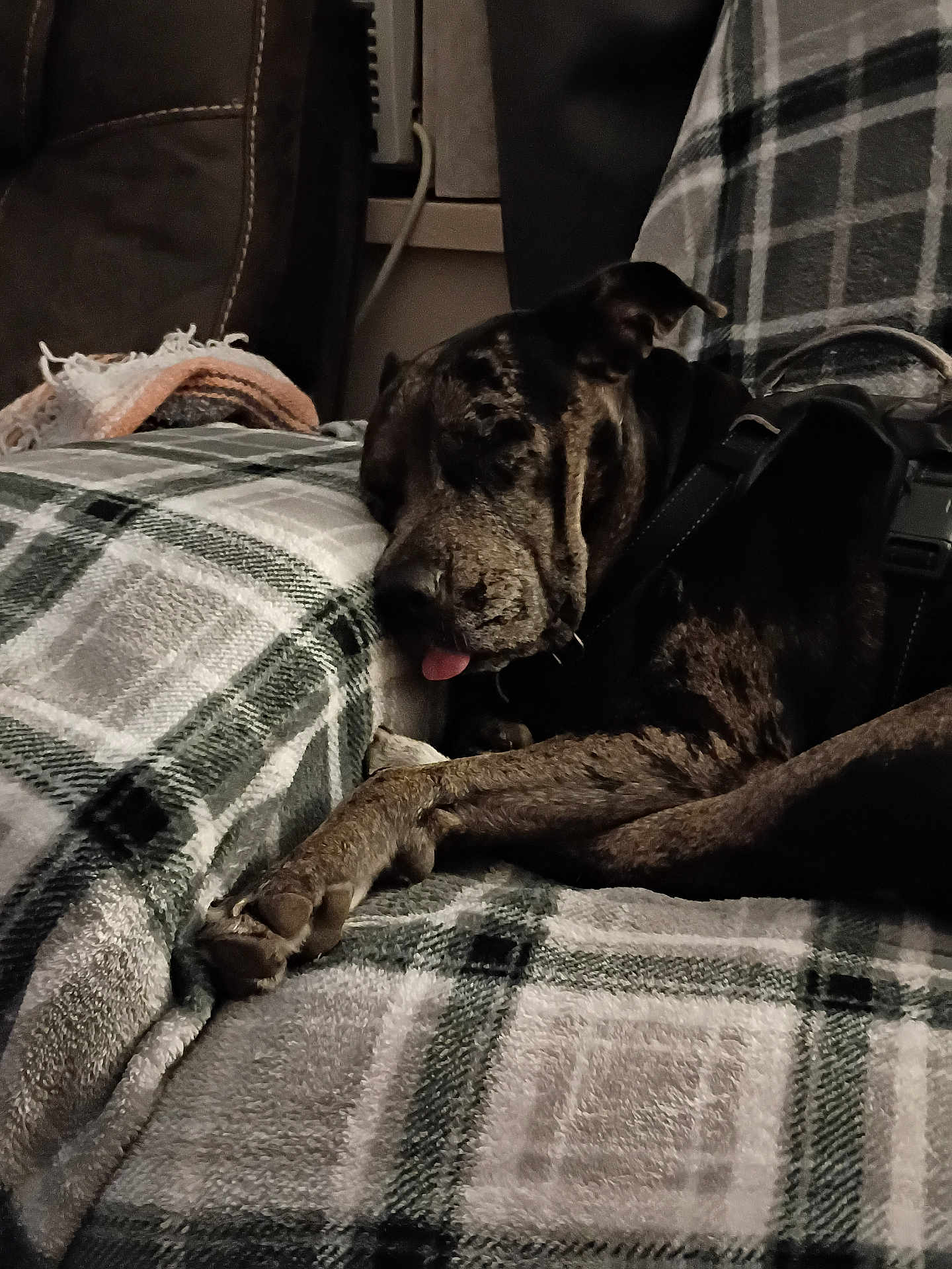 Piper