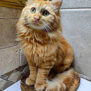 Lago a rejoint le concours — aidez-le/la à gagner de superbes lots ! cat, orange_tabby, fluffy, green_eyes, curious, wooden_surface, stone_tiles, indoor, pet, feline, close_up, portrait, sitting, whiskers, tail, cute, domestic_animal, fur, orange, indoor_lighting
