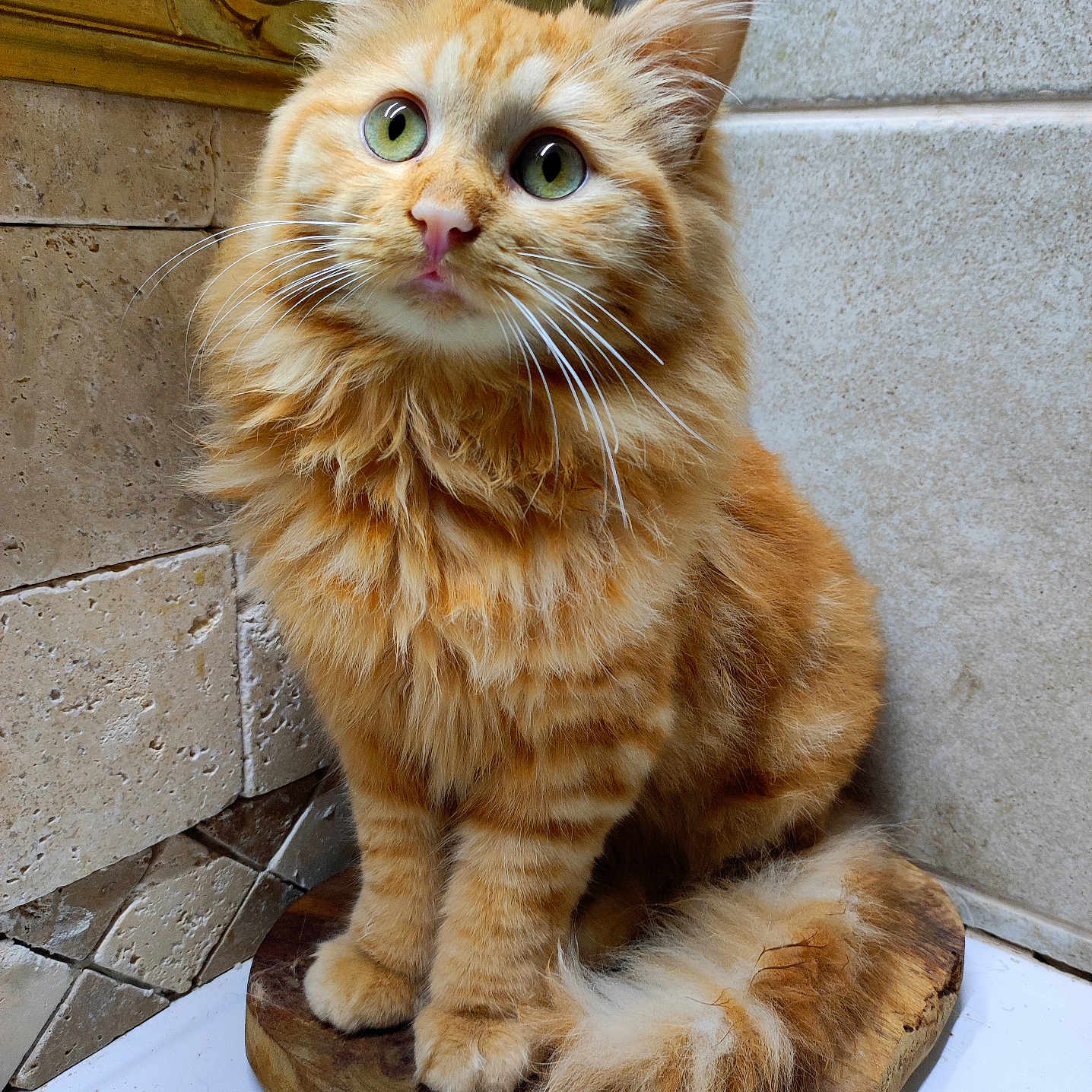 Lago a rejoint le concours — aidez-le/la à gagner de superbes lots ! cat, orange_tabby, fluffy, green_eyes, curious, wooden_surface, stone_tiles, indoor, pet, feline, close_up, portrait, sitting, whiskers, tail, cute, domestic_animal, fur, orange, indoor_lighting