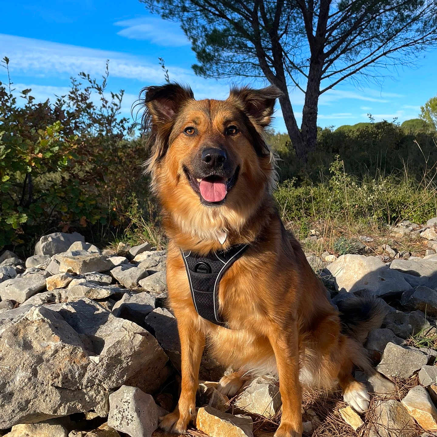Sansa participe au concours pour gagner de l'argent avec cette photo : animal, canine, dog, grass, land, landscape, nature, outdoors, path, pet, plant, puppy, rock, rubble, slate, soil, tree, vegetation, wilderness, woodland