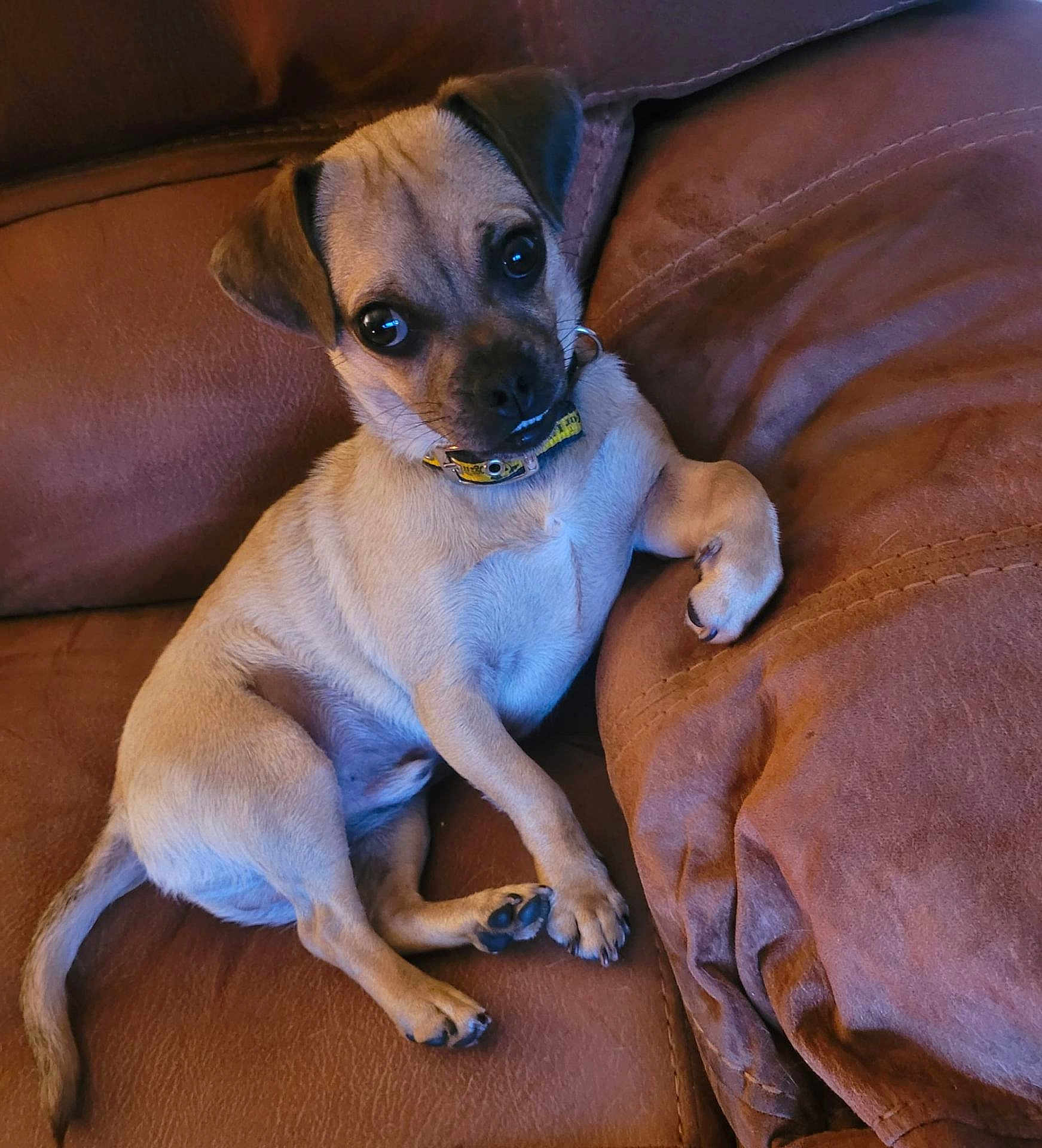 Bruno joined the competition — help win amazing prizes! dog, puppy, brown_leather, couch, pet, relaxed, indoors, small_dog, fur, collar, cute, animal, paw, sitting, face, ears, tail, comfort, domestic_animal, canine