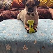Bruno is registered to the contest to win money with this photo: animal, blanket, bone, brown_dog, collar, cozy, cushion, cute, dog, domestic_animal, front_view, furniture, indoor, laying_down, living_room, pet, pillow, resting, small_dog, toy