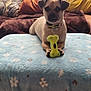 Bruno is registered to the contest to win money with this photo: animal, blanket, bone, brown_dog, collar, cozy, cushion, cute, dog, domestic_animal, front_view, furniture, indoor, laying_down, living_room, pet, pillow, resting, small_dog, toy