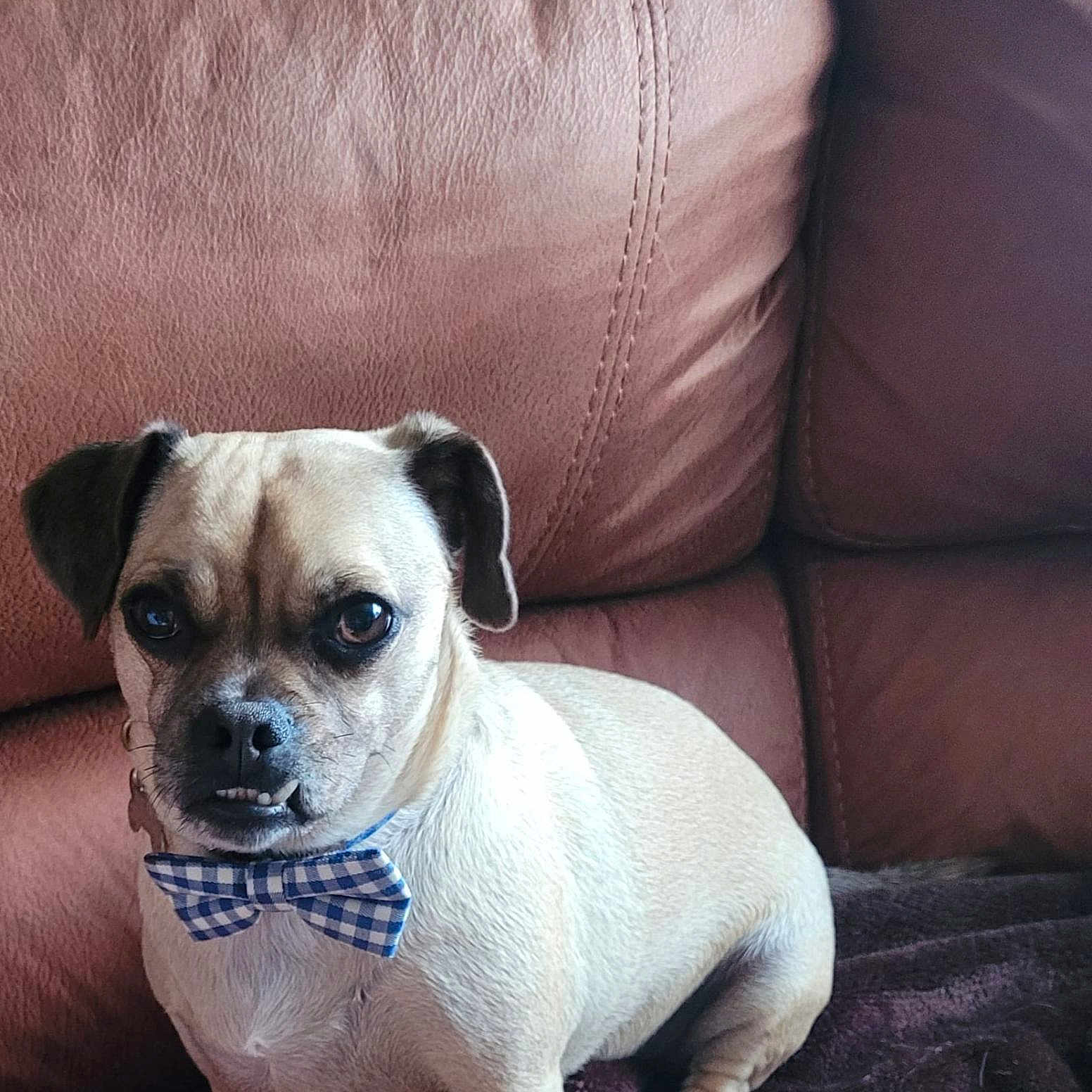 Bruno