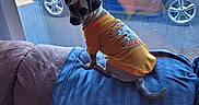 Bruno joined the competition — help win amazing prizes! animal, blanket, car, casual, couch, curious, daylight, dog, furniture, house, indoor, living_room, orange_shirt, pet, pillow, reflection, seated, small_dog, street, window