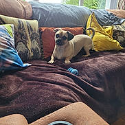 Bruno is registered to the contest to win money with this photo: dog, sofa, pillows, window, indoor, pet, brown, yellow, blue_toy, cushion, blanket, relaxing, small_dog, furniture, home, natural_light, cozy, animal, cute, resting
