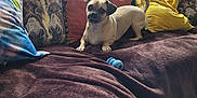 Bruno is registered to the contest to win money with this photo: animal, blanket, blue_toy, brown, cozy, cushion, cute, dog, furniture, home, indoor, natural_light, pet, pillows, relaxing, resting, small_dog, sofa, window, yellow