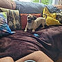 dog, sofa, pillows, window, indoor, pet, brown, yellow, blue_toy, cushion, blanket, relaxing, small_dog, furniture, home, natural_light, cozy, animal, cute, resting