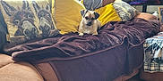 Bruno joined the competition — help win amazing prizes! animal, blanket, brown_blanket, couch, cozy, decor, dog, furniture, indoor, living_room, natural_light, pet, pillow, pug, relaxing, room, television, window, wood_floor, yellow_pillow