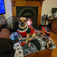 Bruno is registered to the contest to win money with this photo: dog, sweater, blanket, fireplace, living_room, pet, furniture, home_interior, lamp, phone, table, painting, wood_floor, couch, toy, fire, decor, portrait, pet_portrait, cozy