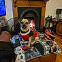 Bruno is registered to the contest to win money with this photo: blanket, couch, cozy, decor, dog, fire, fireplace, furniture, home_interior, lamp, living_room, painting, pet, pet_portrait, phone, portrait, sweater, table, toy, wood_floor