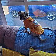 Bruno is registered to the contest to win money with this photo: dog, small_dog, orange_shirt, couch, pillows, blue_blanket, window, reflection, car, indoor, pet, curious, seated, furniture, home, daylight, back_view, looking_back, animal, domestic_animal