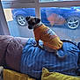 Bruno is registered to the contest to win money with this photo: animal, back_view, blue_blanket, car, couch, curious, daylight, dog, domestic_animal, furniture, home, indoor, looking_back, orange_shirt, pet, pillows, reflection, seated, small_dog, window