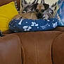 Bruno is registered to the contest to win money with this photo: animal, blue_pillow, brown_leather, canine, comfort, couch, cozy, decor, dog, dog_bed, domestic, furniture, home, indoor, pet, pillow, relaxing, resting, small_dog, yellow_pillow