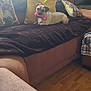 Bruno is registered to the contest to win money with this photo: animal, blanket, brown, canine, couch, cozy, decor, dog, furniture, indoor, living_room, natural_light, pet, pillow, playful, relaxed, toy, window, wood_floor, yellow_pillow
