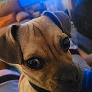 Bruno joined the competition — help win amazing prizes! close_up, collar, couch, curious, cute, dog, domestic, fur, indoor, large_eyes, living_room, muzzle, nose, pet, playful, portrait, puppy, television, whiskers, wrinkles