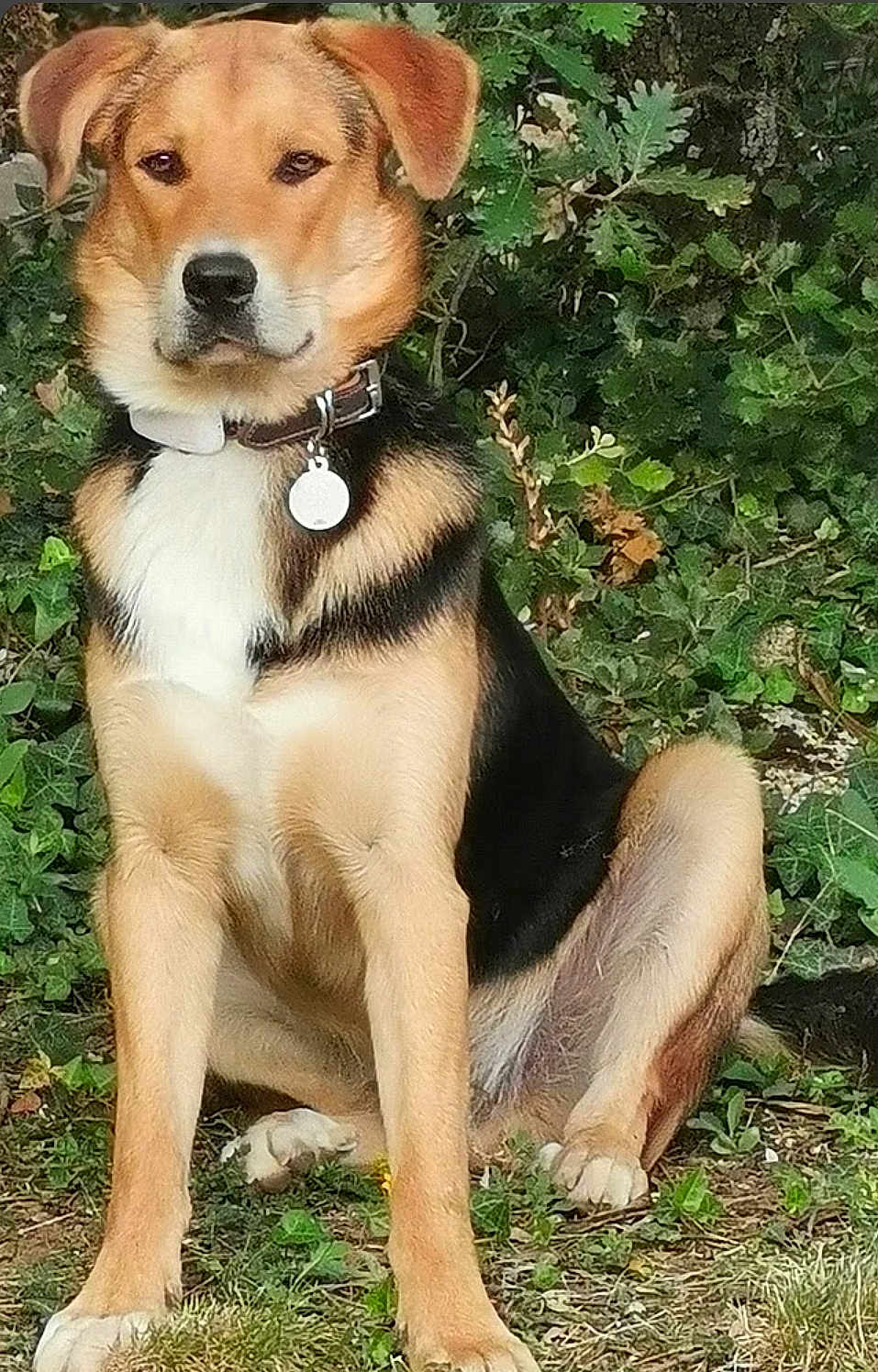 Taïco