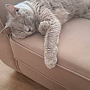 Ria is registered to the contest to win money with this photo: cat, sleeping, gray_cat, couch, furniture, indoor, pet, cozy, relaxing, paw, fur, animal, resting, domestic_animal, soft, cute, comfortable, living_room, wood_floor, home