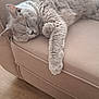 cat, sleeping, gray_cat, couch, furniture, indoor, pet, cozy, relaxing, paw, fur, animal, resting, domestic_animal, soft, cute, comfortable, living_room, wood_floor, home