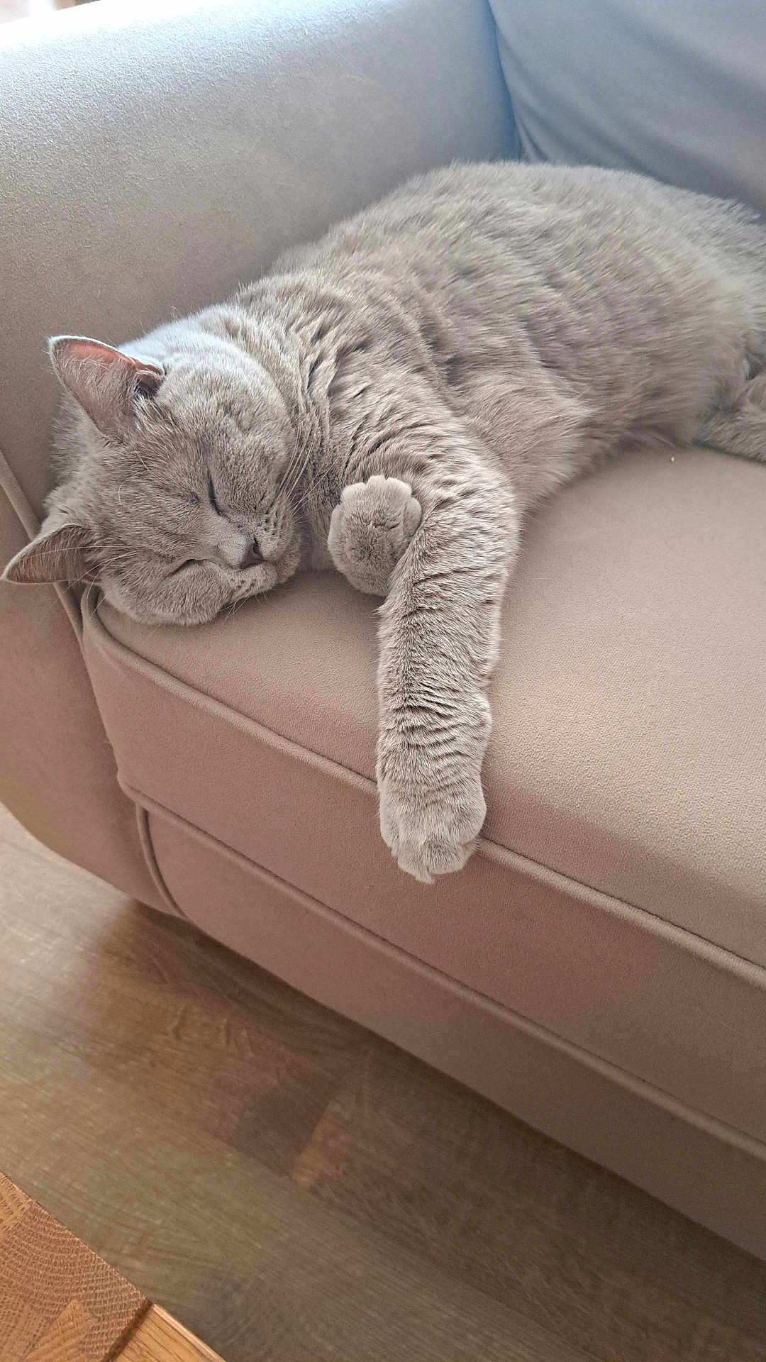 Ria is registered to the contest to win money with this photo: cat, sleeping, gray_cat, couch, furniture, indoor, pet, cozy, relaxing, paw, fur, animal, resting, domestic_animal, soft, cute, comfortable, living_room, wood_floor, home