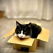 Lilo participe au concours pour gagner de l'argent avec cette photo : cat, black_and_white_cat, cardboard_box, pet, indoor, floor, animal, feline, cute, curious, relaxed, whiskers, ears, pink_nose, sitting, home, cozy, domestic_cat, box, portrait