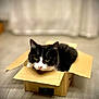 cat, black_and_white_cat, cardboard_box, pet, indoor, floor, animal, feline, cute, curious, relaxed, whiskers, ears, pink_nose, sitting, home, cozy, domestic_cat, box, portrait
