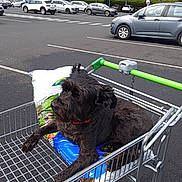 Jouky participe au concours pour gagner de l'argent avec cette photo : alloywheel, animal, canine, car, carwheel, city, clothing, dog, footwear, machine, person, pet, road, shoe, shoppingcart, spoke, tire, transportation, vehicle, wheel