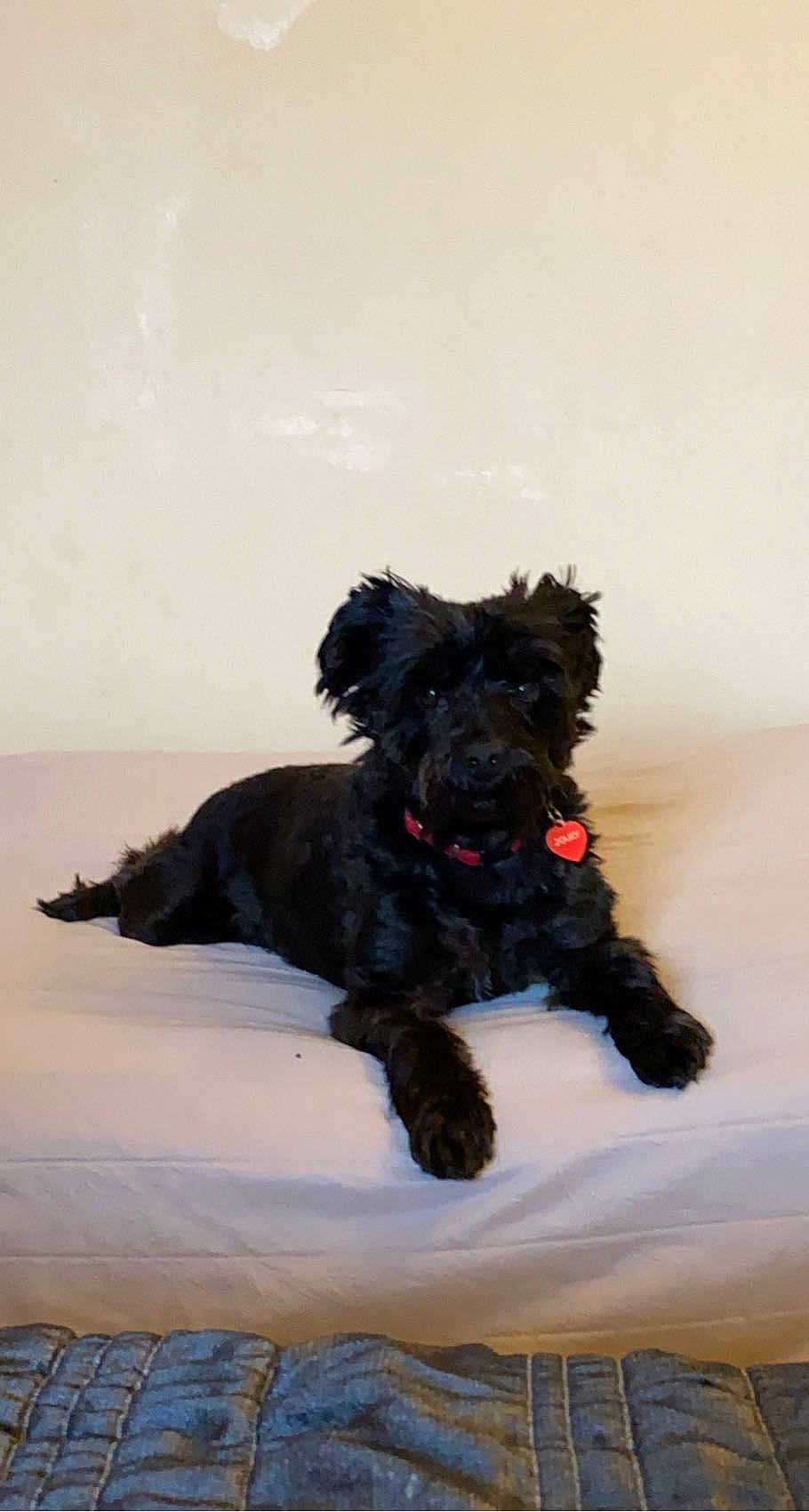 Jouky participe au concours pour gagner de l'argent avec cette photo : canidae, carmine, carnivore, companion_dog, dog, dog_breed, dog_collar, dog_supply, non_sporting_group, small_terrier, sporting_group, standard_schnauzer, terrier, toy_dog, water_dog, working_animal