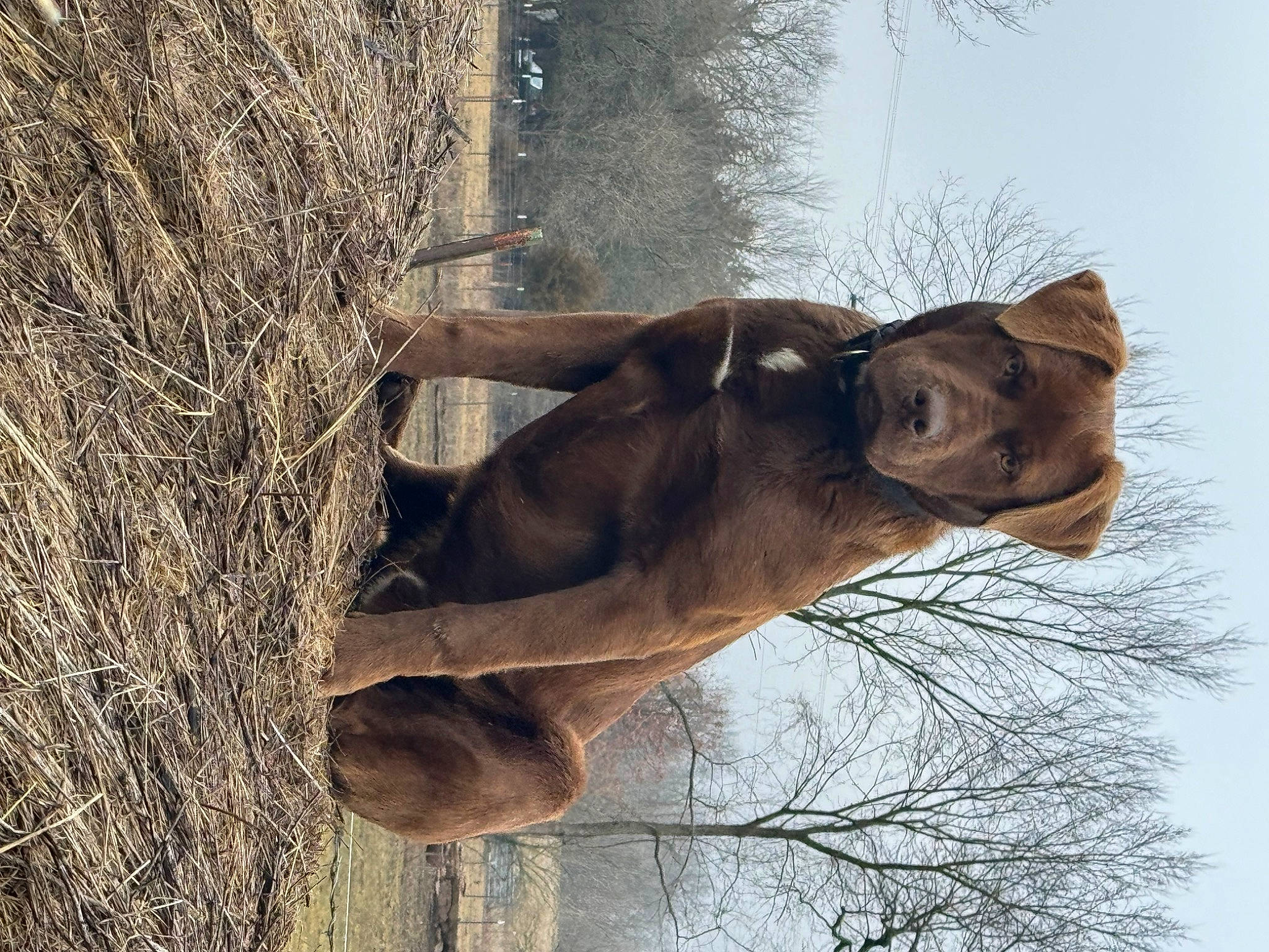Cash is registered to the contest to win money with this photo: bovine, fawn, grass, horse, landscape, liver, livestock, natural_material, pack_animal, plant, sky, snout, stallion, terrestrial_animal, tree, trunk, twig, wildlife, wood, working_animal