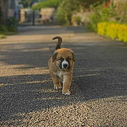 Neska a rejoint le concours — aidez-le/la à gagner de superbes lots ! adorable, animal, brown, cute, daytime, dog, fur, gravel, greenery, nature, outdoor, path, pet, puppy, shadow, small, sunlight, tail, walking, young