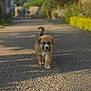 adorable, animal, brown, cute, daytime, dog, fur, gravel, greenery, nature, outdoor, path, pet, puppy, shadow, small, sunlight, tail, walking, young
