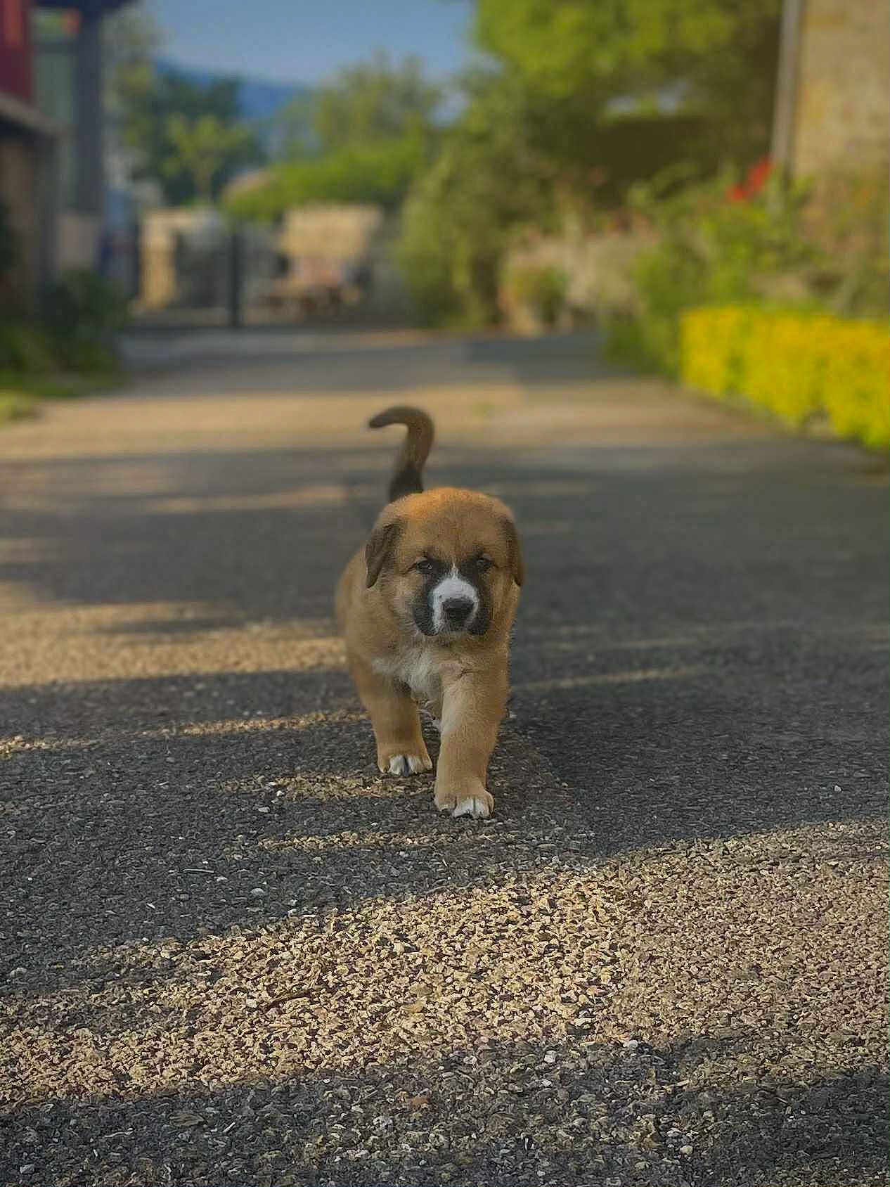 Neska
