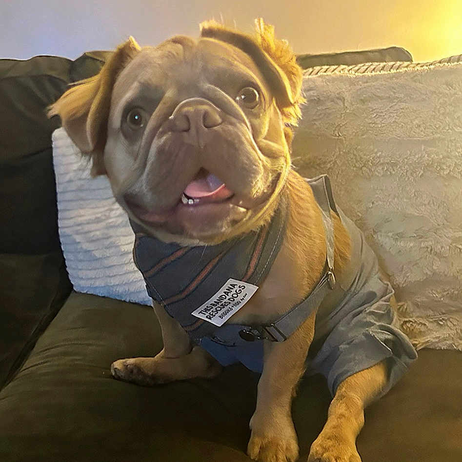 Toddy is registered to the contest to win money with this photo: animal, bandana, brown_dog, canine, clothing, companion, couch, cute, dog, domestic_animal, ears, fur, happy, home, indoor, pet, puppy, sitting, smiling, tongue