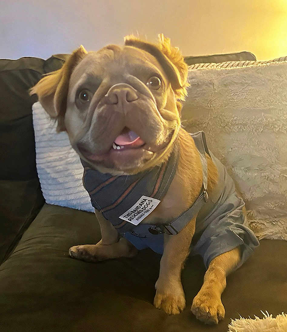 Toddy is registered to the contest to win money with this photo: animal, bandana, brown_dog, canine, clothing, companion, couch, cute, dog, domestic_animal, ears, fur, happy, home, indoor, pet, puppy, sitting, smiling, tongue