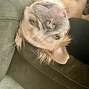 Toddy is registered to the contest to win money with this photo: animal, canine, companion, couch, cute, dog, ears, friendly, funny, fur, golden_retriever, home, indoor, lying_down, mammal, pet, relaxed, sleepy, snout, upside_down