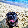 Carlos participe au concours pour gagner de l'argent avec cette photo : dog, pug, beach, sand, ocean, water, tongue_out, happy, blue_eye, animal, pet, sunlight, outdoor, nature, shoreline, smiling, summer, cute, canine, playful