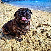 Carlos participe au concours pour gagner de l'argent avec cette photo : dog, pug, beach, sand, sea, ocean, mountains, tongue_out, blue_eye, pet, animal, sunny, outdoor, nature, canine, smiling, cute, sitting, happy, portrait